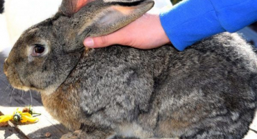 Největší a nejmenší králík na světě